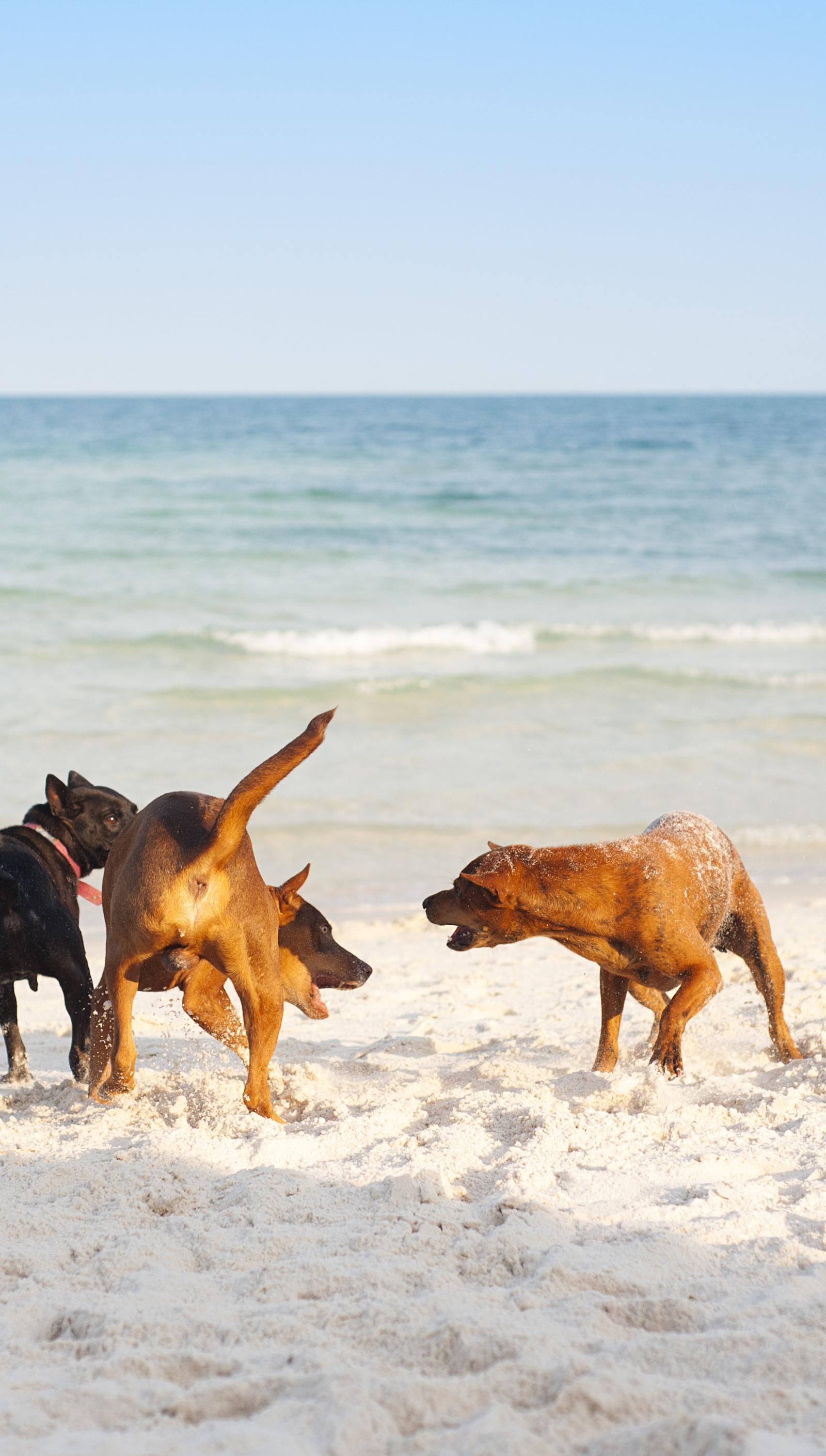 Barcelona Pet Owners: Register Dogs, Cats Now for Beach Access Rights